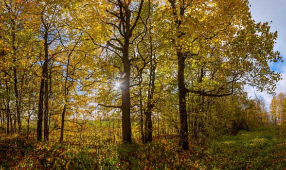 Автор: Фёдор Лашков